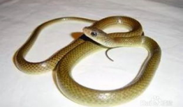 关于蛇的短视频,短视频带你领略蛇的神秘世界