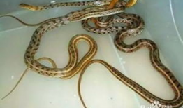 关于蛇的短视频,短视频带你领略蛇的神秘世界