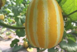 网红吃瓜爆料入口在哪,一探究竟的神秘之门