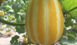 网红吃瓜爆料入口在哪,一探究竟的神秘之门