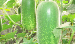 往期吃瓜爆料图片高清,往期吃瓜爆料瞬间，带你直击娱乐圈风云变幻